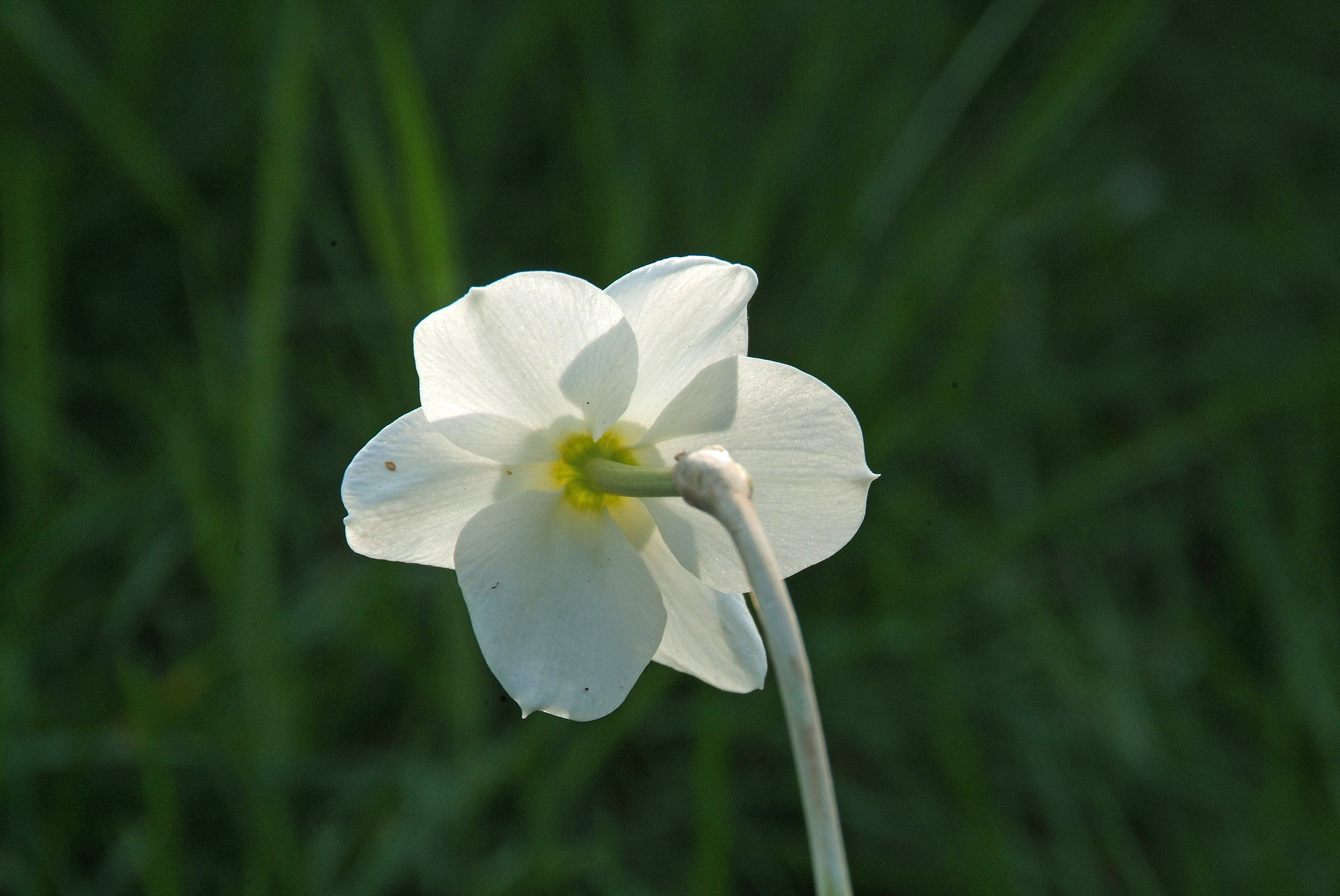 Narcissus 'Segovia'  bestellen